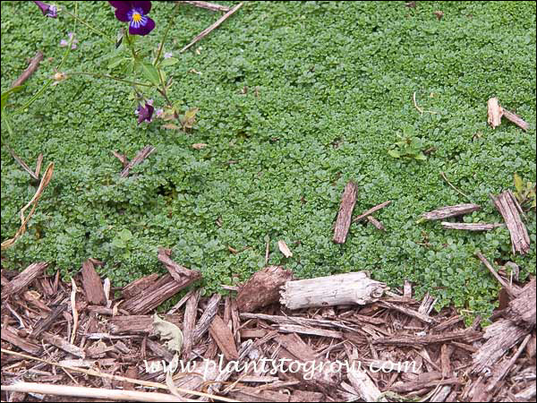 A very low growing plant.  Reminds me a lot of the indoor plant Baby's Tears or Corsican Mint.